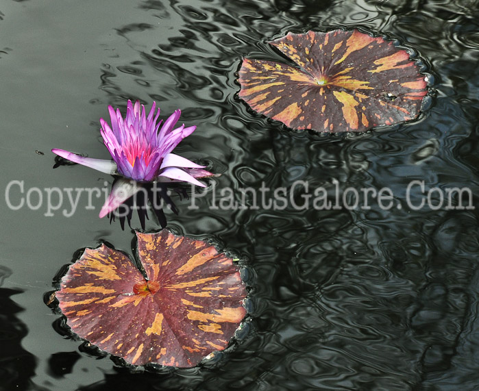 PGC-P-Nymphaea-Foxfire-aka-Tropical-Waterlily-2013-2