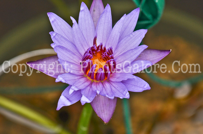 PGC-P-Nymphaea-King-of-Siam-aka-Tropical-Waterlily-2
