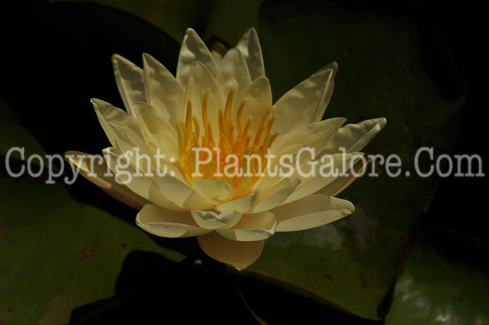 PGC-P-Nymphaea-aka-Water-Lily-12