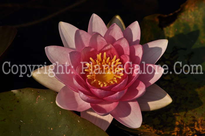 PGC-P-Nymphaea-aka-Water-Lily-21