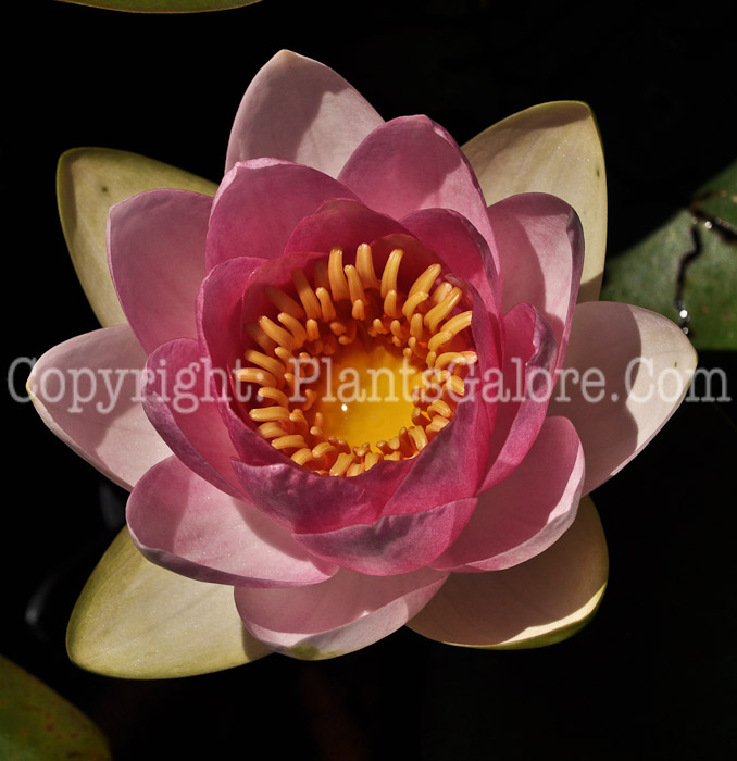 PGC-P-Nymphaea-aka-Water-Lily-6