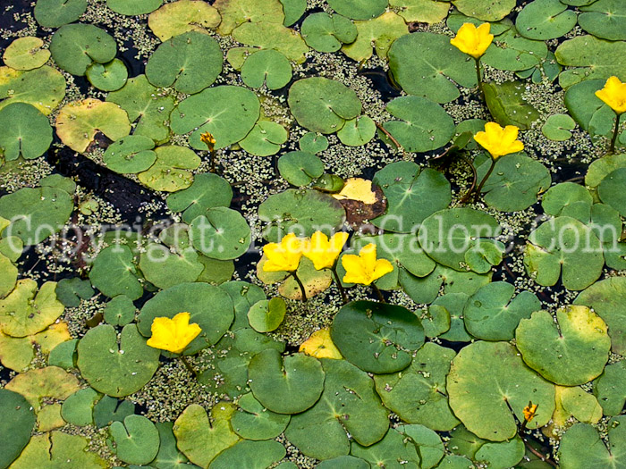 PGC-P-Nymphoides-peltata-2010-01
