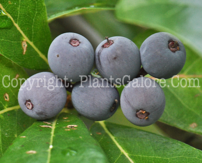 PGC-T-Nyssa-sylvatica-aka-Black-Gum-fruit-9