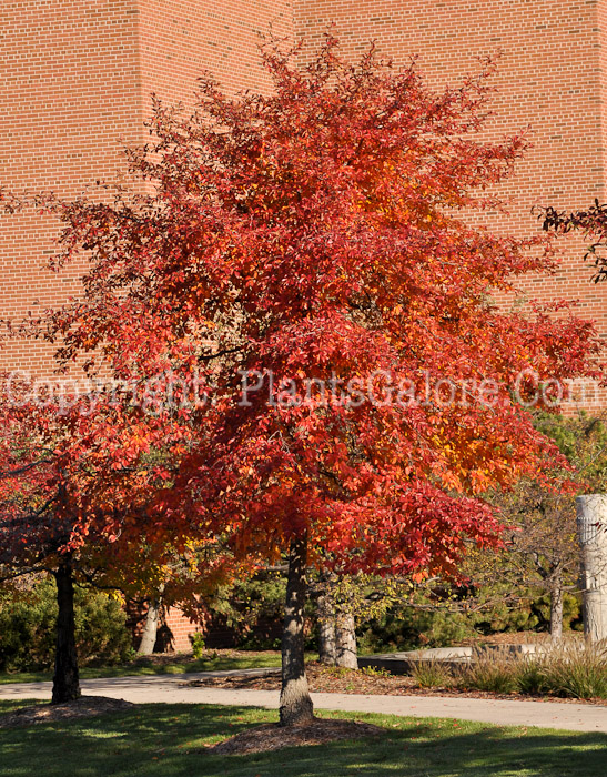 PGC-T-Nyssa-sylvatica-aka-Black-Gum-tree-12