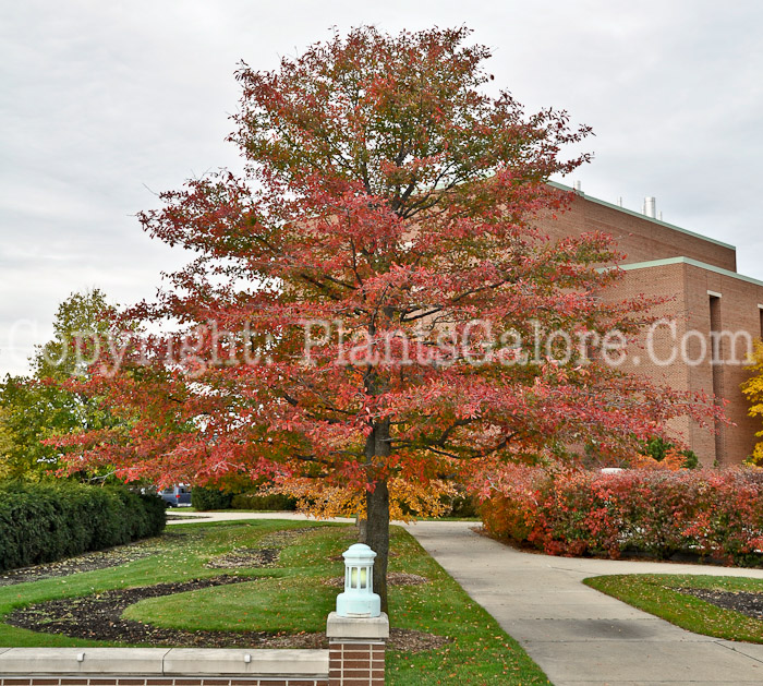 PGC-T-Nyssa-sylvatica-aka-Black-Gum-tree-6