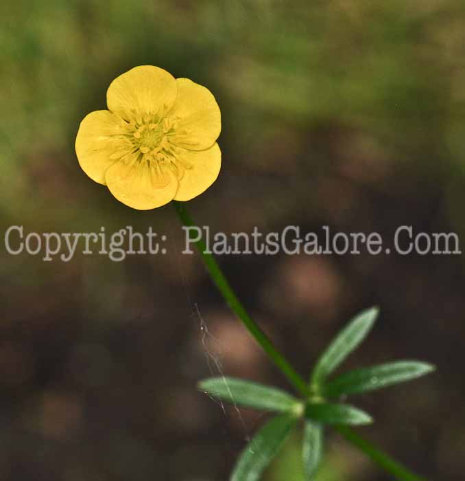 PGC-P-Ranunculus-bulbosus-05-12-9-1