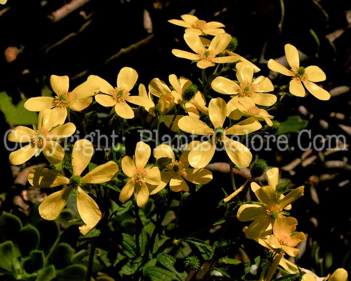 PGC-P-Ranunculus-cortusifolius-1