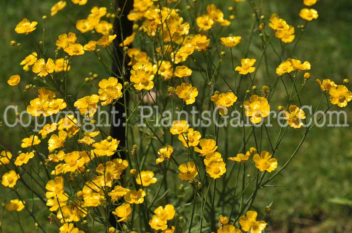 PGC-P-Ranunculus-acris-aka-Tall-Buttercup-10