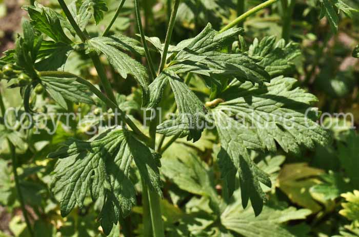 PGC-P-Ranunculus-acris-aka-Tall-Buttercup-3