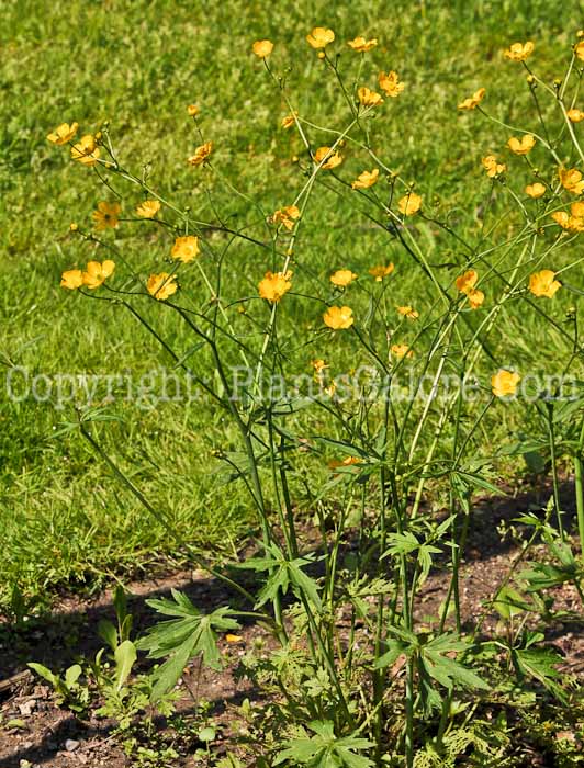 PGC-P-Ranunculus-acris-aka-Tall-Buttercup-5