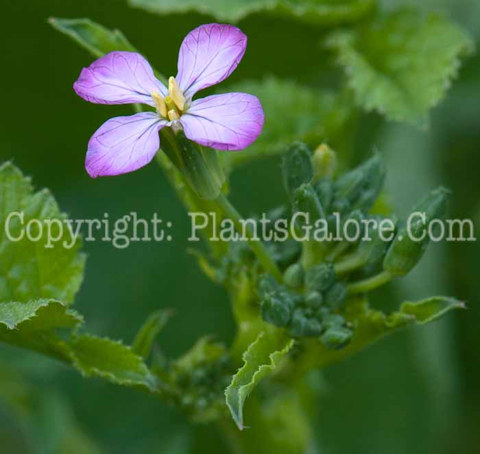 PGC-A-Raphanus-sativus-aka-Radish-0913-1