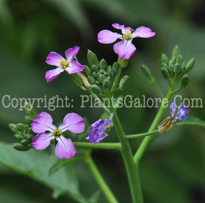 PGC-A-Raphanus-sativus-aka-Radish-813wd-1