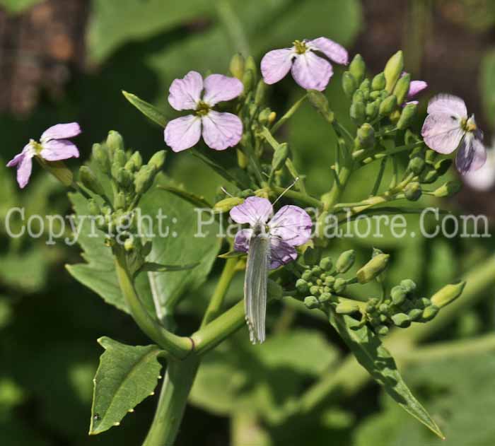 PGC-A-Raphanus-raphanistrum-aka-Wild-Radish-2