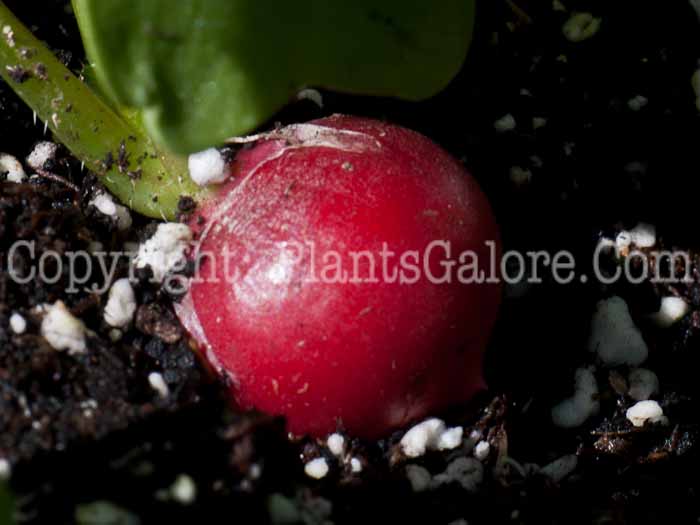 PGC-A-Raphanus-sativus-aka-Radish-0414-1