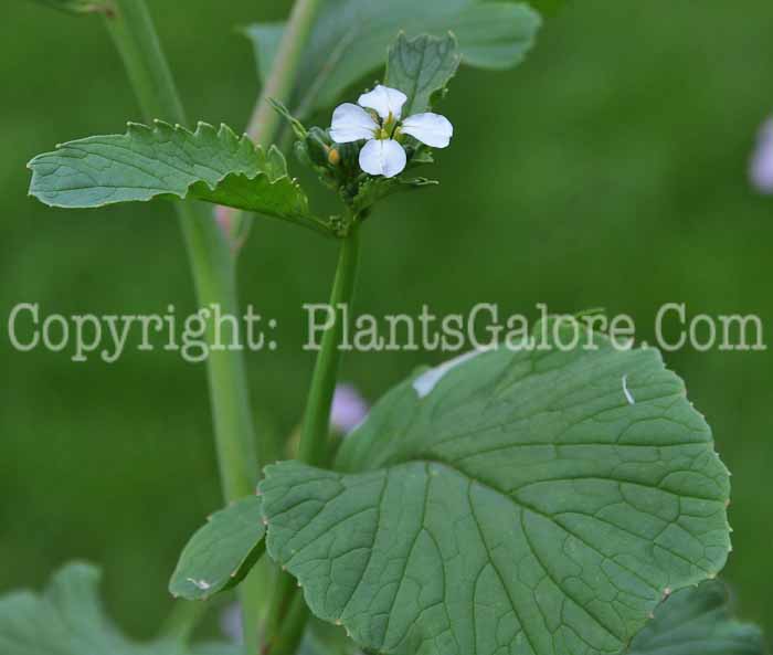 PGC-A-Raphanus-sativus-aka-Radish-813wd-3