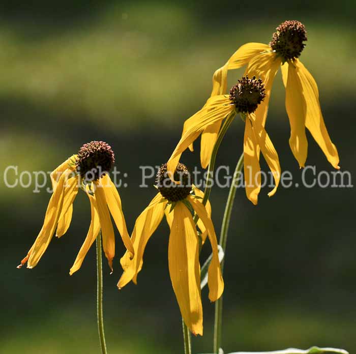 PGC-P-Ratibida-pinnata-aka-Yellow-Coneflower-11