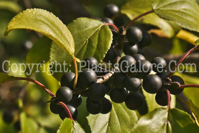 PGC-S-Rhamnus-cathartica-aka-Buckthorn-1