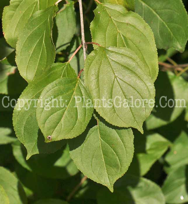 PGC-S-Rhamnus-cathartica-aka-Buckthorn-3