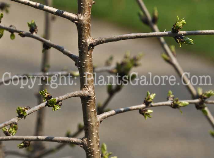PGC-S-Rhamnus-cathartica-aka-Buckthorn-4