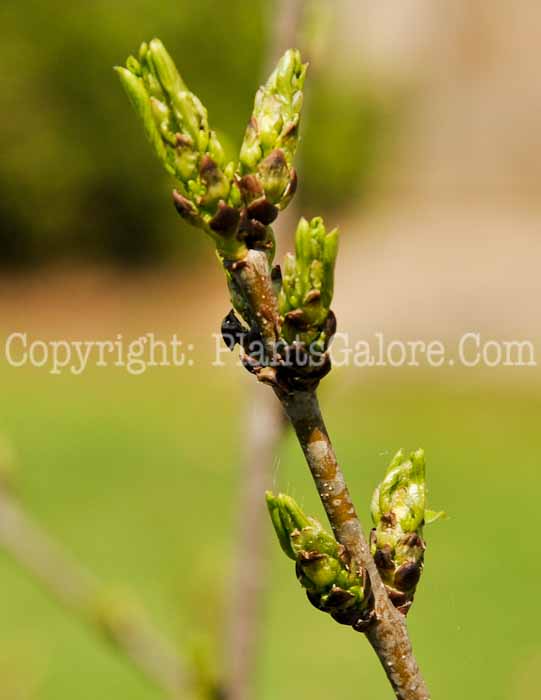 PGC-S-Rhamnus-cathartica-aka-Buckthorn-5