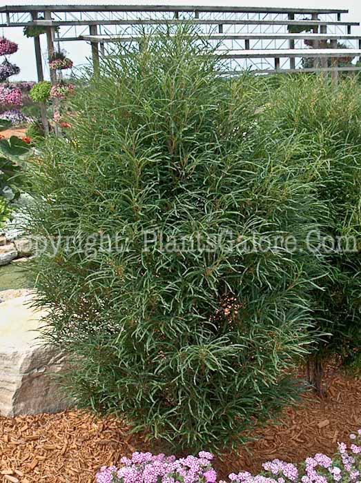 PGC-S-Rhamnus-frangula-Ron-Williams-PW-02