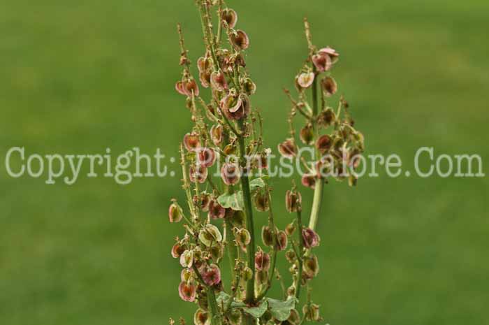 PGC-P-Rheum-officinale-aka-Medicinal-Rhubarb-1