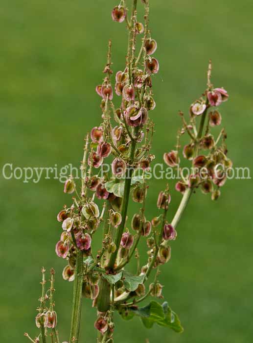 PGC-P-Rheum-officinale-aka-Medicinal-Rhubarb-2