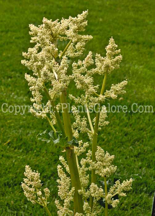 PGC-P-Rheum-officinale-aka-Medicinal-Rhubarb-4