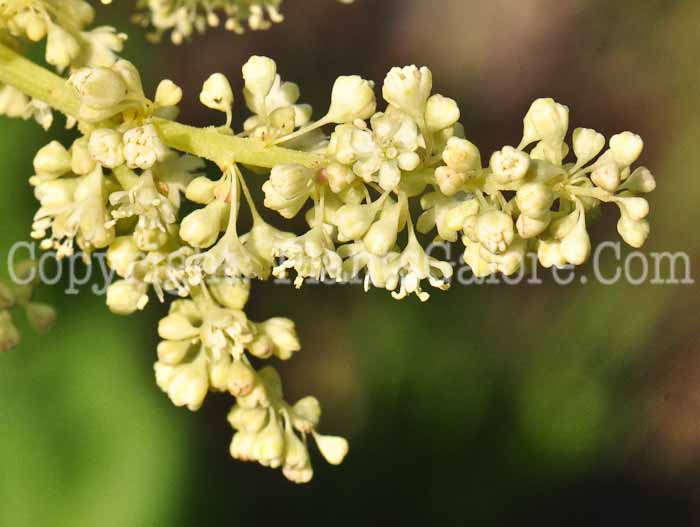 PGC-P-Rheum-rhaponticum-aka-Rhubarb-0613-2