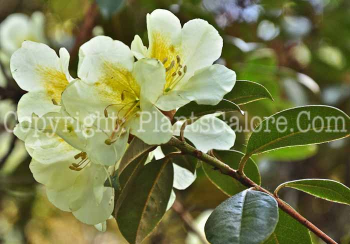 PGC-S-Rhododendron-burmanicum-subsection-Maddena-0513-1