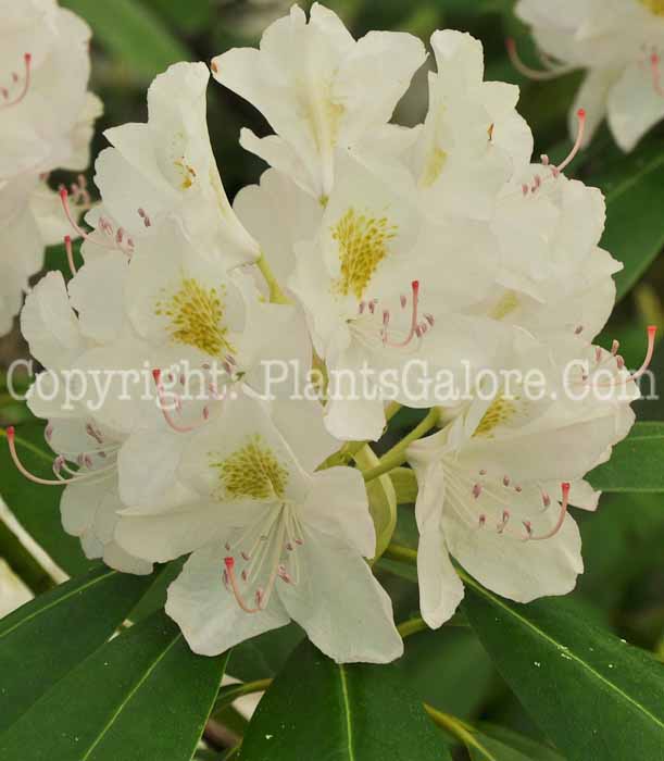 PGC-S-Rhododendron-catawbiense-Album-05-12-2