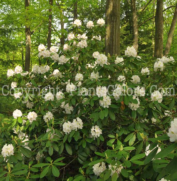 PGC-S-Rhododendron-catawbiense-Album-05-12-3