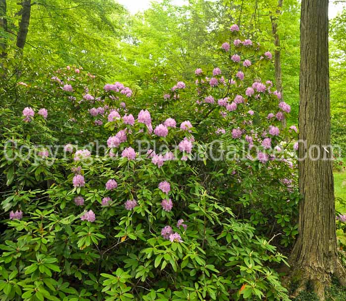 PGC-S-Rhododendron-catawbiense-Boursault-05-12-2