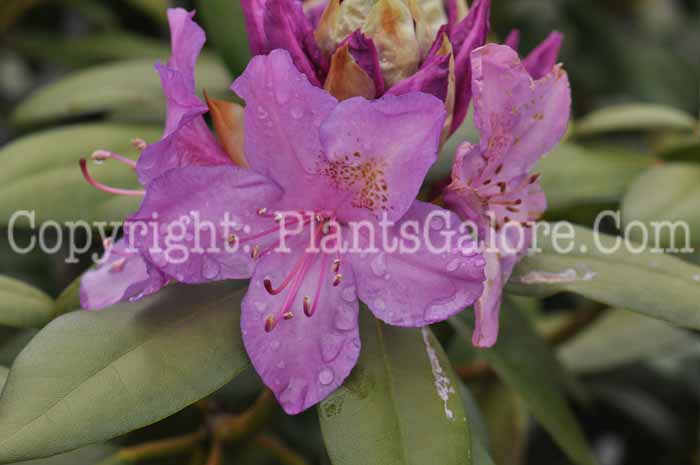 PGC-S-Rhododendron-catawbiense-Boursault-05-2012-1