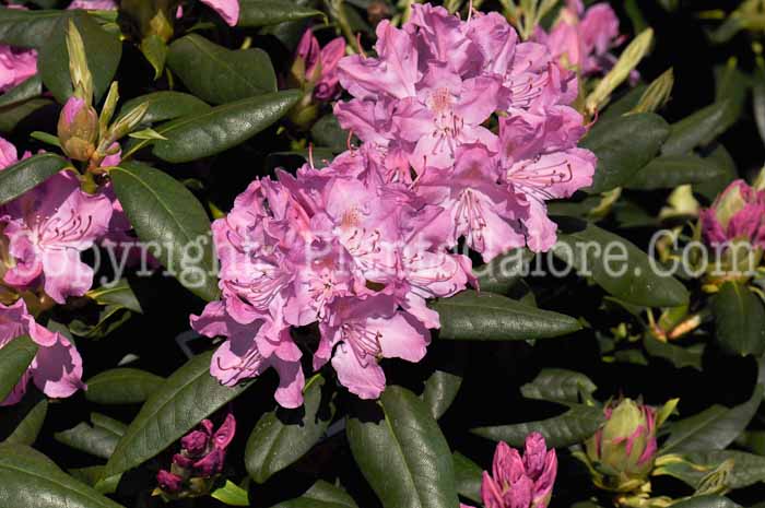 PGC-S-Rhododendron-catawbiense-Roseum-Elegans-2010-002