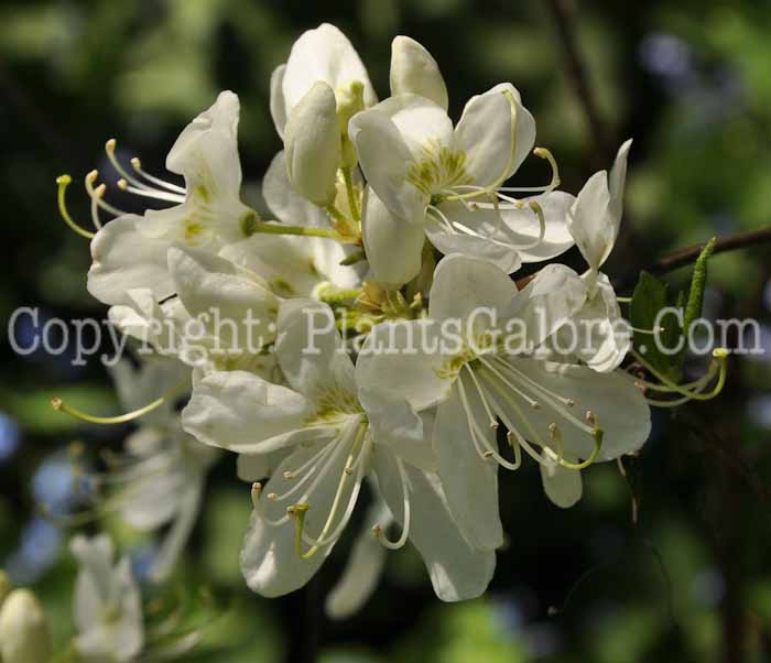 PGC-S-Rhododendron-vaseyi-White-Find-Azalea-04
