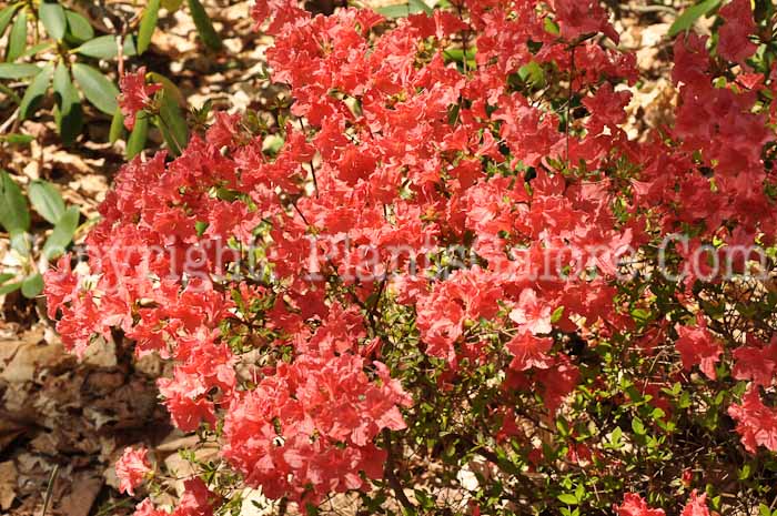 PGC-S-Rhododendron-yedoense-var-poukhanense-Azalea-01