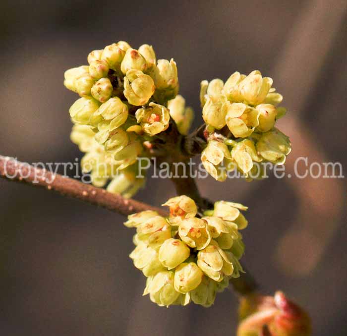 PGC-S-Rhus-aromatica-aka-Fragrant-Sumac-1