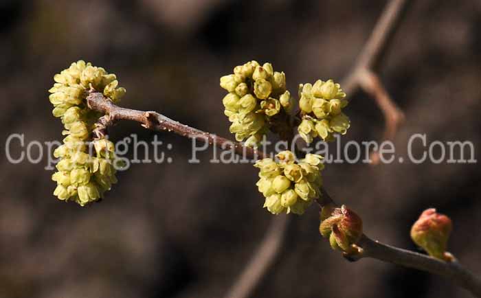 PGC-S-Rhus-aromatica-aka-Fragrant-Sumac-2