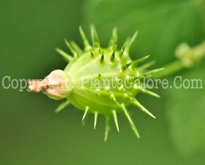 PGC-S-Ribes-cynosbati-aka-Prickly-Gooseberry-2