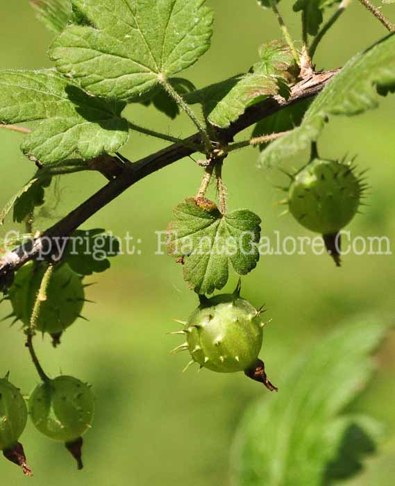 PGC-S-Ribes-cynosbati-aka-Dogberry-0613-2
