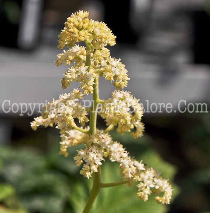 PGC-P-Rodgersia-aesculifolia-aka-Rodgersia-fl-1