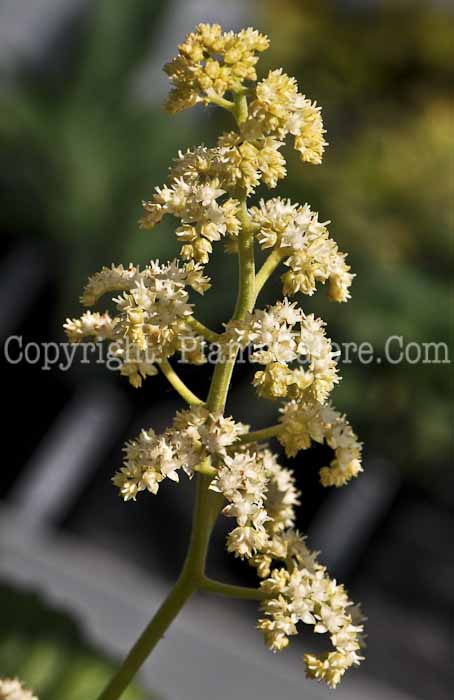 PGC-P-Rodgersia-aesculifolia-aka-Rodgersia-fl-2