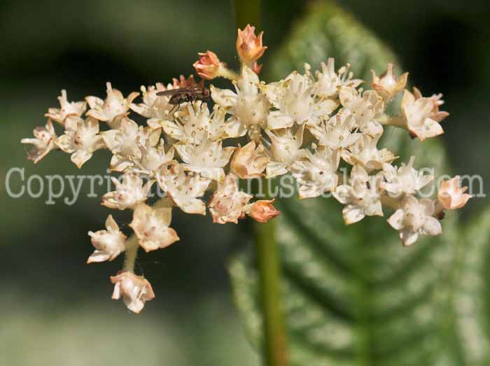 PGC-P-Rodgersia-aesculifolia-aka-Rodgersia-fl-3