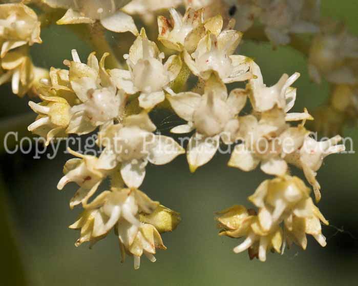 PGC-P-Rodgersia-aesculifolia-aka-Rodgersia-fl-4