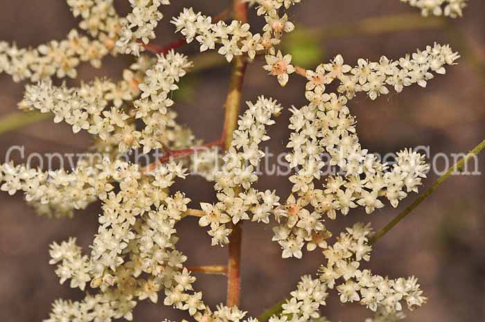 PGC-P-Rodgersia-aesculifolia-aka-Rodgersia-fl-9