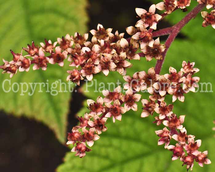 PGC-P-Rodgersia-aesculifolia-aka-Rodgersia-flr-4