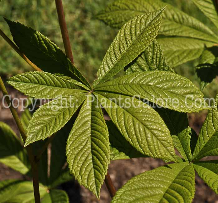PGC-P-Rodgersia-aesculifolia-aka-Rodgersia-lf-1