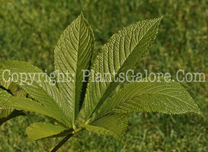 PGC-P-Rodgersia-aesculifolia-aka-Rodgersia-lf-2