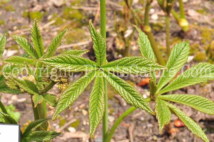 PGC-P-Rodgersia-aesculifolia-aka-Rodgersia-lf-4